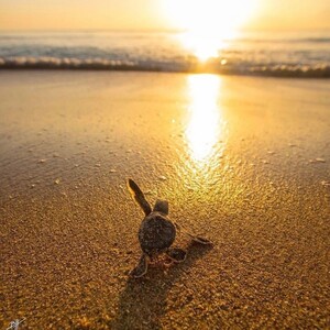 Brook + Krista Carey